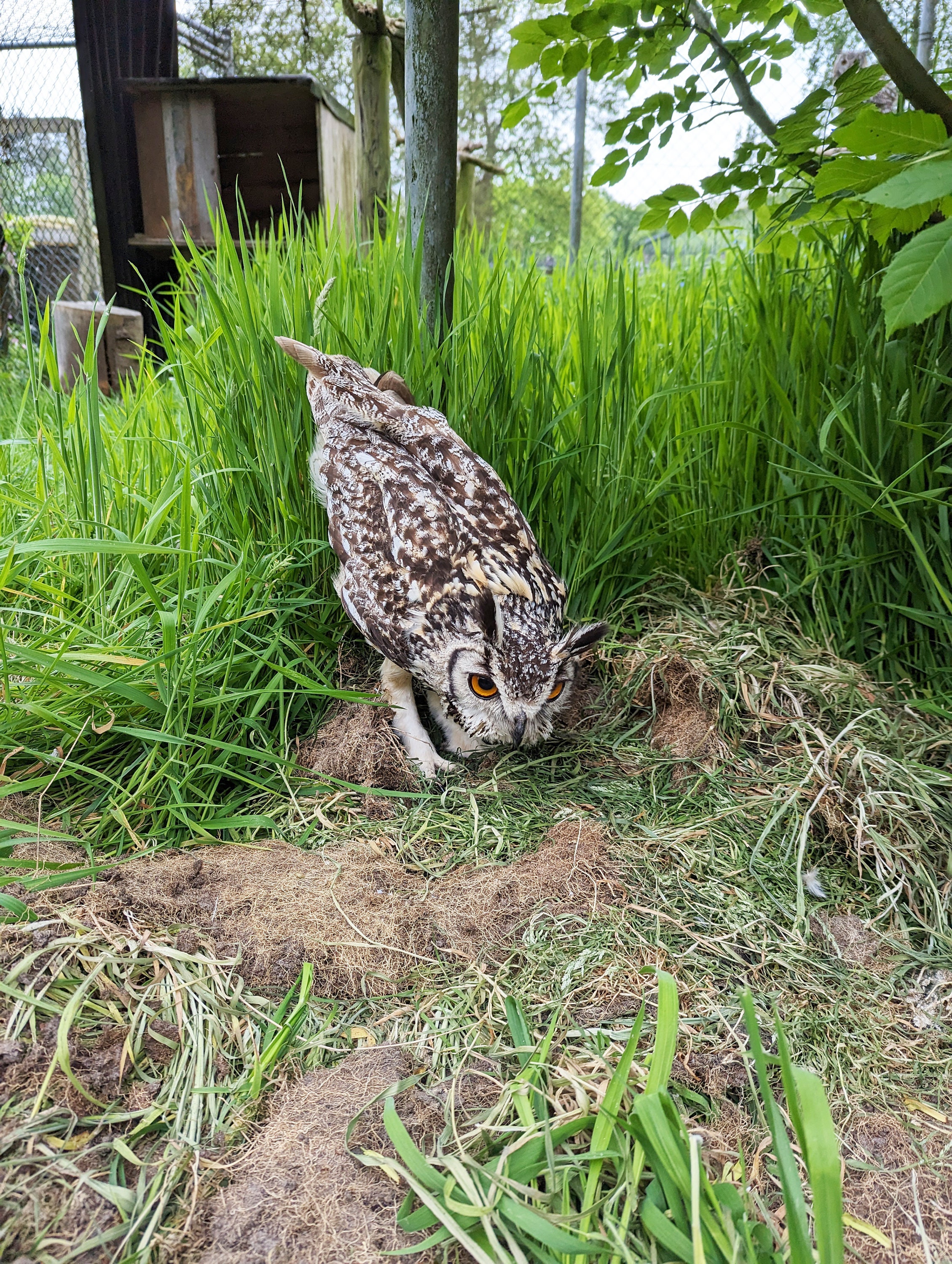 ベンガルワシミミズクの羽根は大きく、自然に抜け落ちます。私の ベンガルワシミミズクの羽根は大きく、自然に抜け落ちます。私の