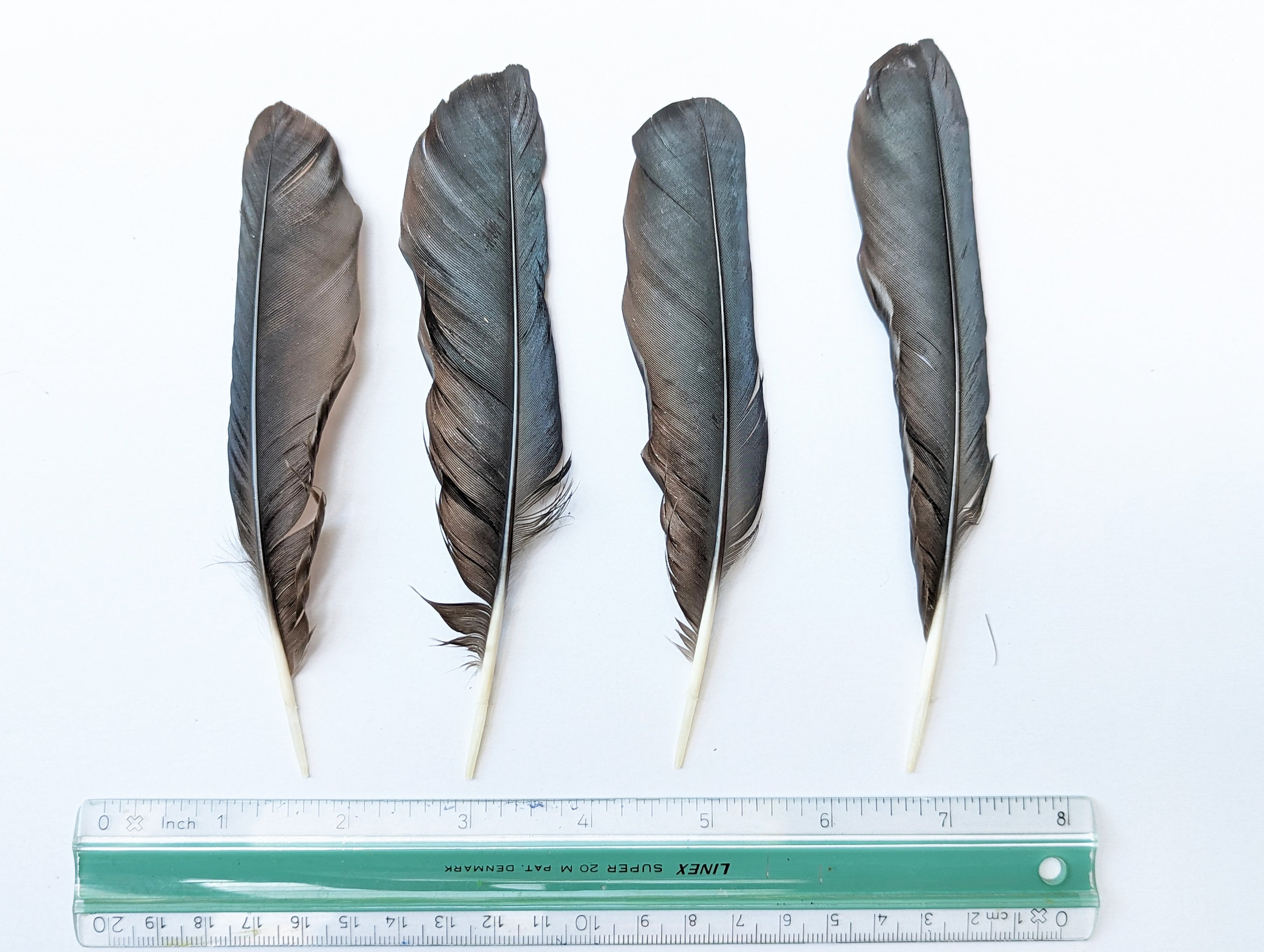 Plumes De Corbeau Qui Tombent