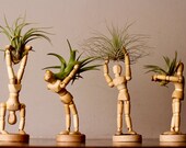 x4 Mini Man Air Plant Holders plus x4 Unique Air Plants, Wooden Desktop Decor, Wooden Airplant Terrarium Housewarming Gift