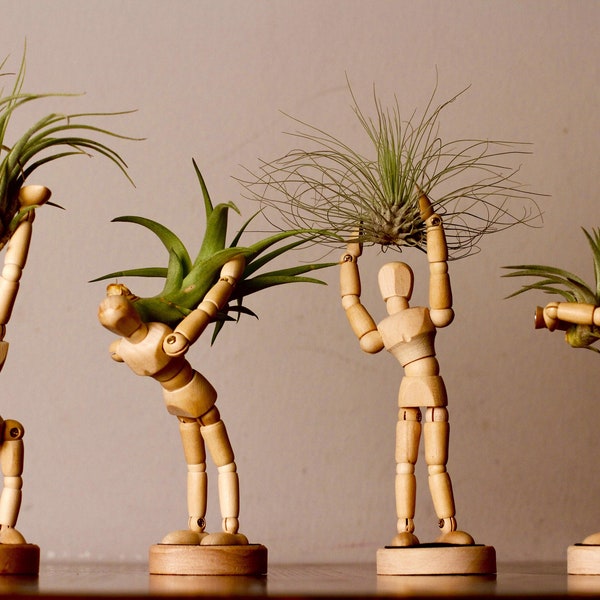 Decoración de escritorio de oficina con plantas de aire - Jardinera de pared para interiores - Regalo de plantas de interior - Suculenta única - Jardinera de madera - Soporte para plantas de aire - Soporte para plantas