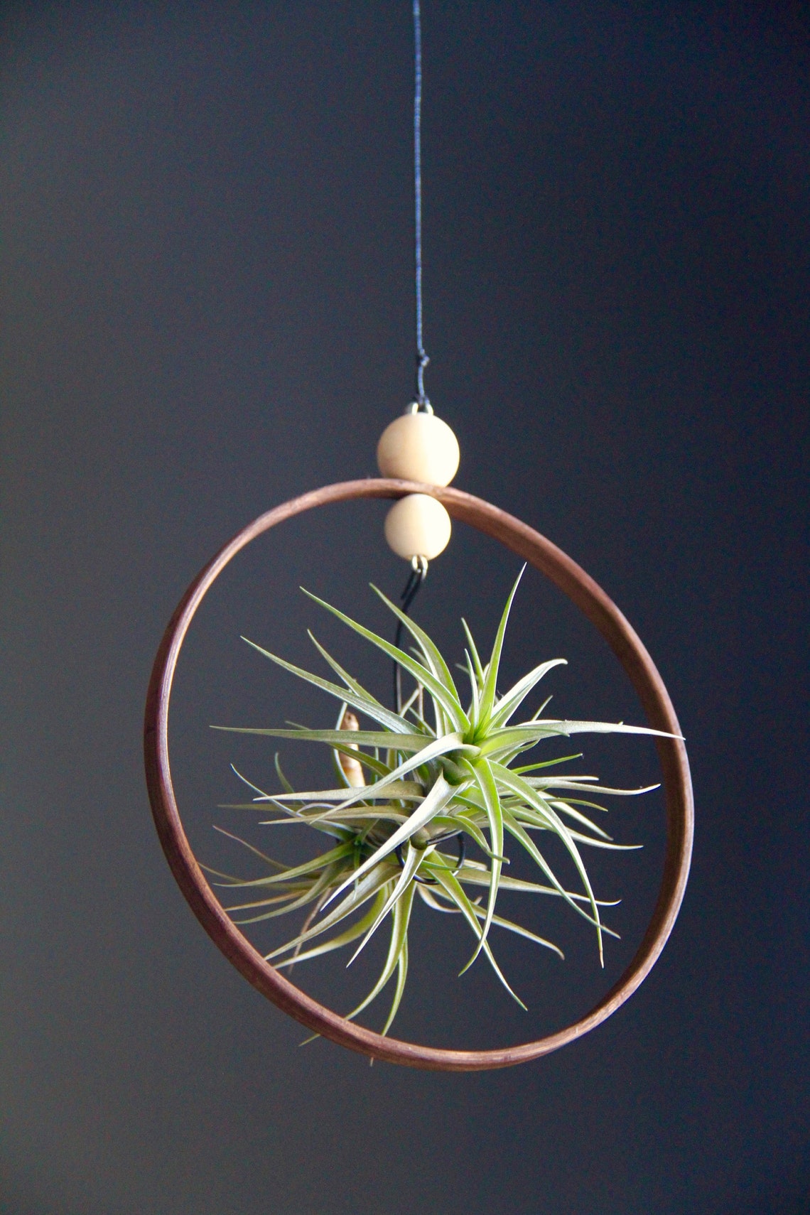 Hanging Air Plant Modern Hanging Planter Hanging Wall Etsy
