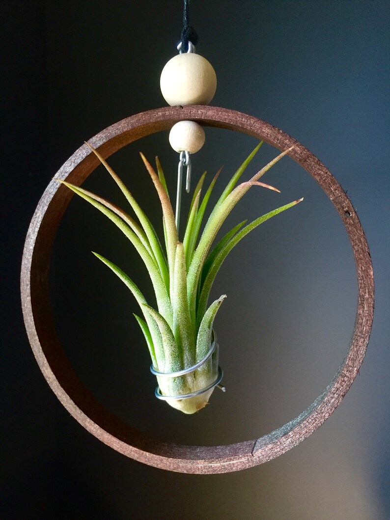X4 Hanging Plant Air Plant Holder Housewarming Gift for Etsy UK