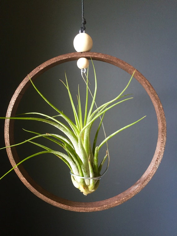 4 Pack Mixed Air Plant Set Gift Idea Hanging Tillandsia Holder Terrarium Airplants Display Indoor Wood Planter Plant Hanger Wall Hang