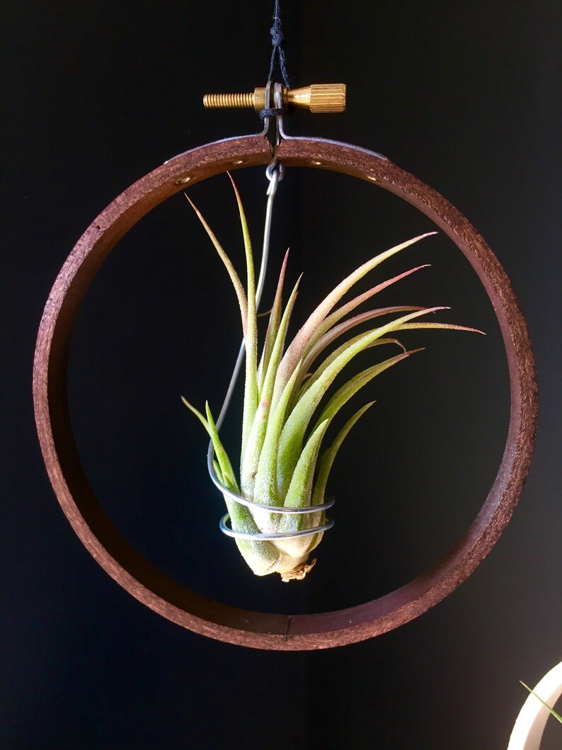X4 Hanging Plant Air Plant Holder Housewarming Gift for Etsy UK