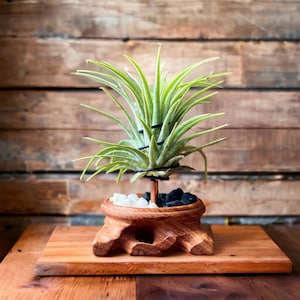 Wood Plant Holder Unique Planter Air Plant Gift Small Planters Plant Stand Wooden Plant Pot Plant Gifts For Men Gifts For Her Mixed Pebbles