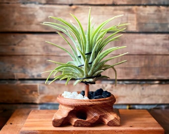 Wood Plant Holder - Unique Planter - Air Plant Gift - Small Planters - Plant Stand - Wooden Plant Pot - Plant Gifts For Men - Gifts For Her