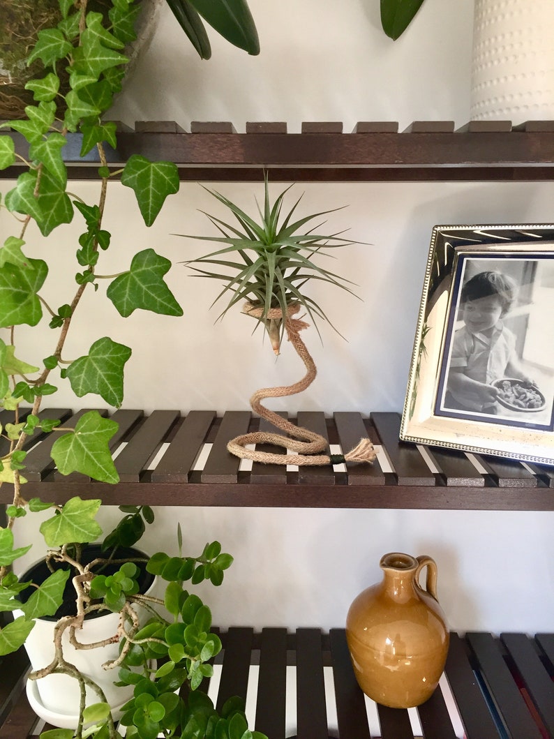 Desk Accessories Indoor Plant Gift Air Plant Office Desk Etsy