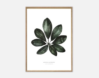 Art print | Schefflera Arboricola | Poster plants pictures plant pictures wall pictures plants watercolor picture hand-painted flower pictures