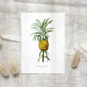 May include: A watercolour botanical illustration of a pineapple. The image shows a detailed depiction of a ripe pineapple with a textured, yellow body and a crown of green leaves. The text "BOTANICAL ILLUSTRATION ANANAS COMOSUS" is printed below the pineapple.