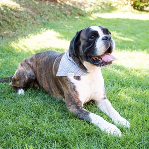 May include: A brindle and white boxer dog wearing a blue and white checked bandana, lying on green grass with its tongue sticking out.