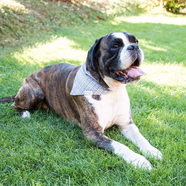 May include: A brindle and white boxer dog wearing a blue and white checked bandana, lying on green grass with its tongue sticking out.