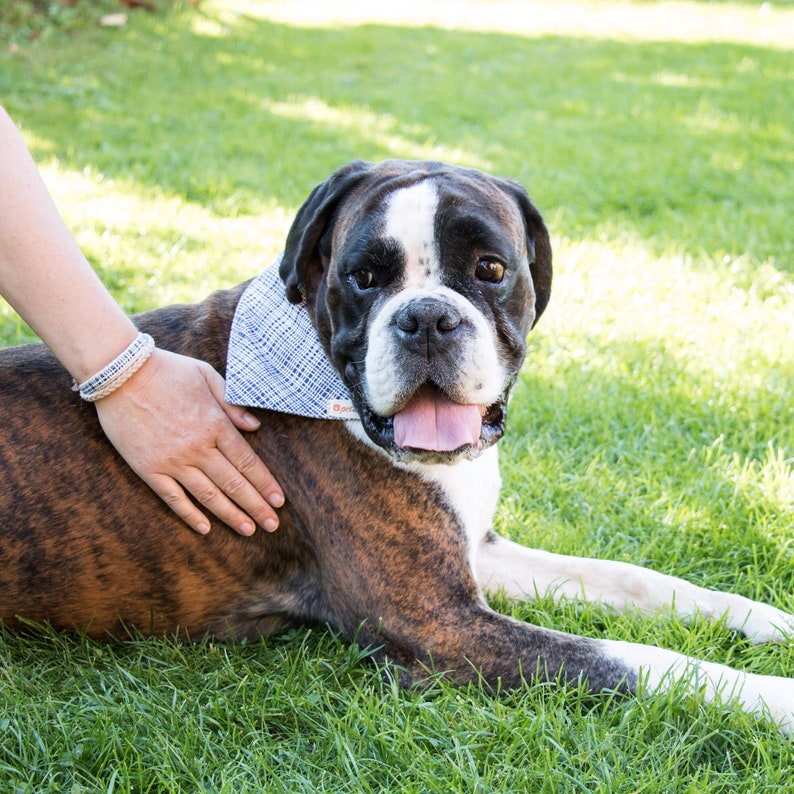 May include: A brown and white boxer dog wearing a blue and white patterned bandana, lying on green grass.