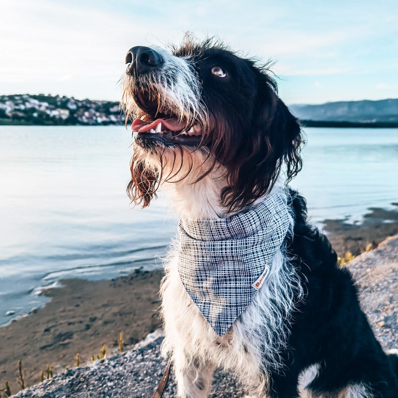 May include: A black and white dog with brown eyes wearing a blue and white checked bandana. The dog is looking up and has its mouth open.