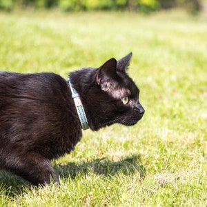 May include: A black cat with green eyes wearing a blue and white patterned collar is looking to the right. The cat is in a grassy field.