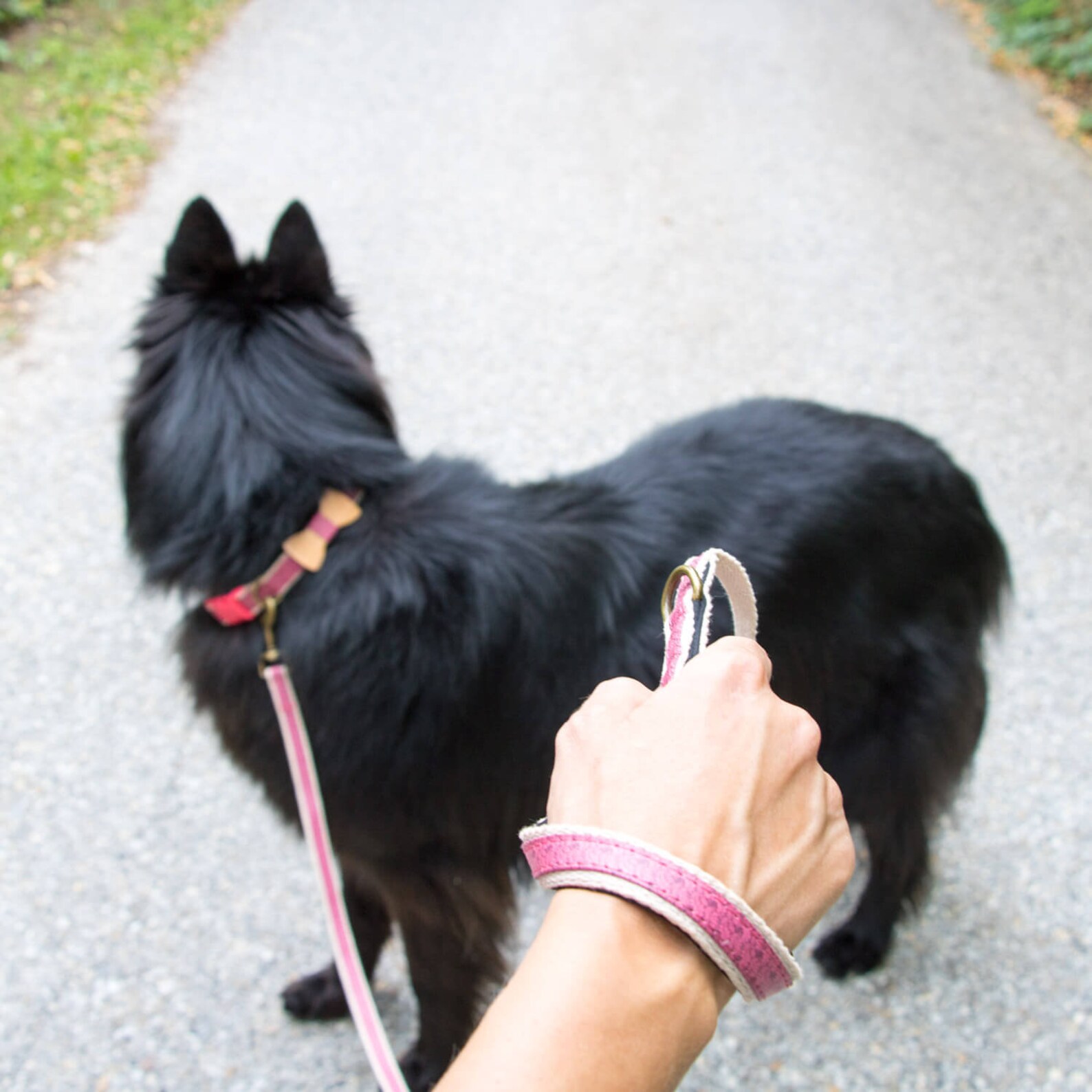 matching dog bow tie