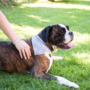 May include: A brown and white boxer dog wearing a blue and white plaid bandana with the word "Rooster" printed on it. The dog is lying on green grass and being petted by a person.