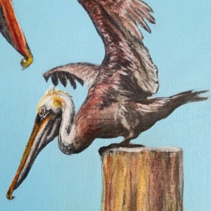 Brown Pelicans image 3