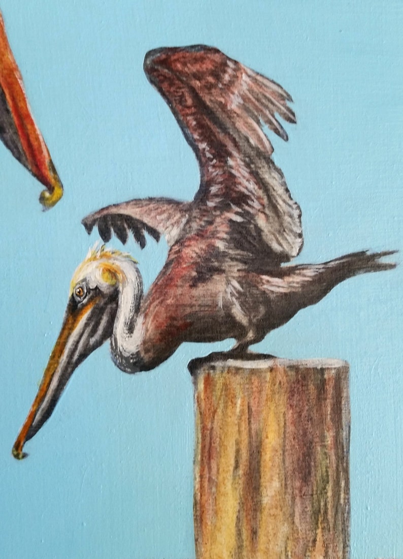 Brown Pelicans image 3