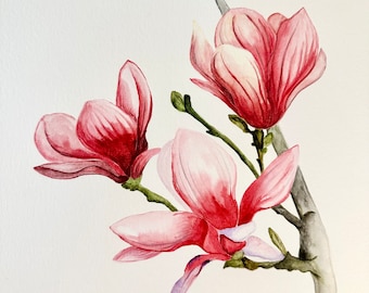 May include: Watercolor painting of three pink magnolia flowers on a branch. The flowers are in various stages of bloom, with some fully open and others still closed. The painting is done in a delicate style, with soft colors and subtle details.