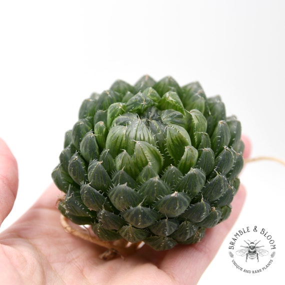Haworthia Emerald Cloud - Rare Succulent - Etsy