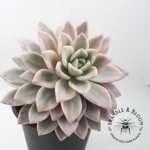 May include: A variegated succulent with thick, pointed leaves in shades of pale green and soft pink, arranged in a dense rosette pattern. The plant is potted in a black container, and a logo with a bee and the text BRAMBLE & BLOOM is visible.