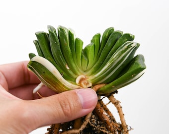 Haworthia Truncata Green Lime Variegated (Less variegation) - Rare Succulent