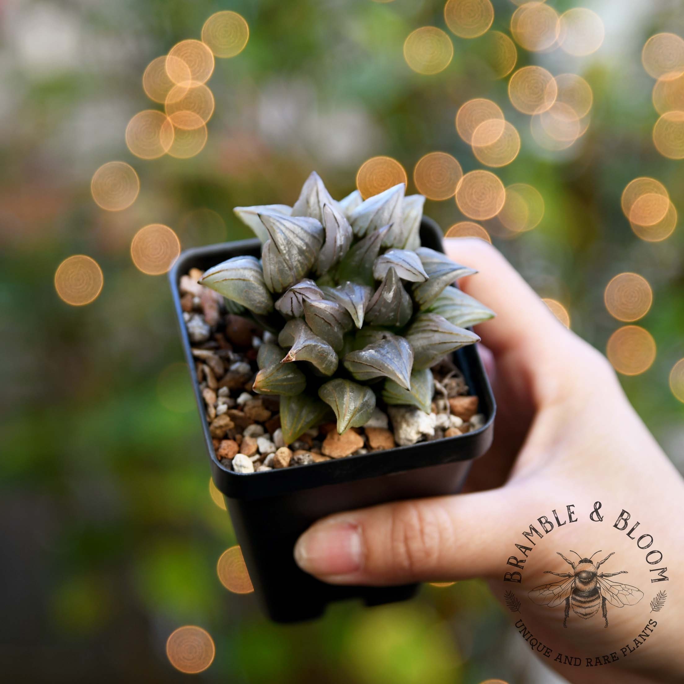 Haworthia Atrofusca Mutant - Rare Succulent - Etsy