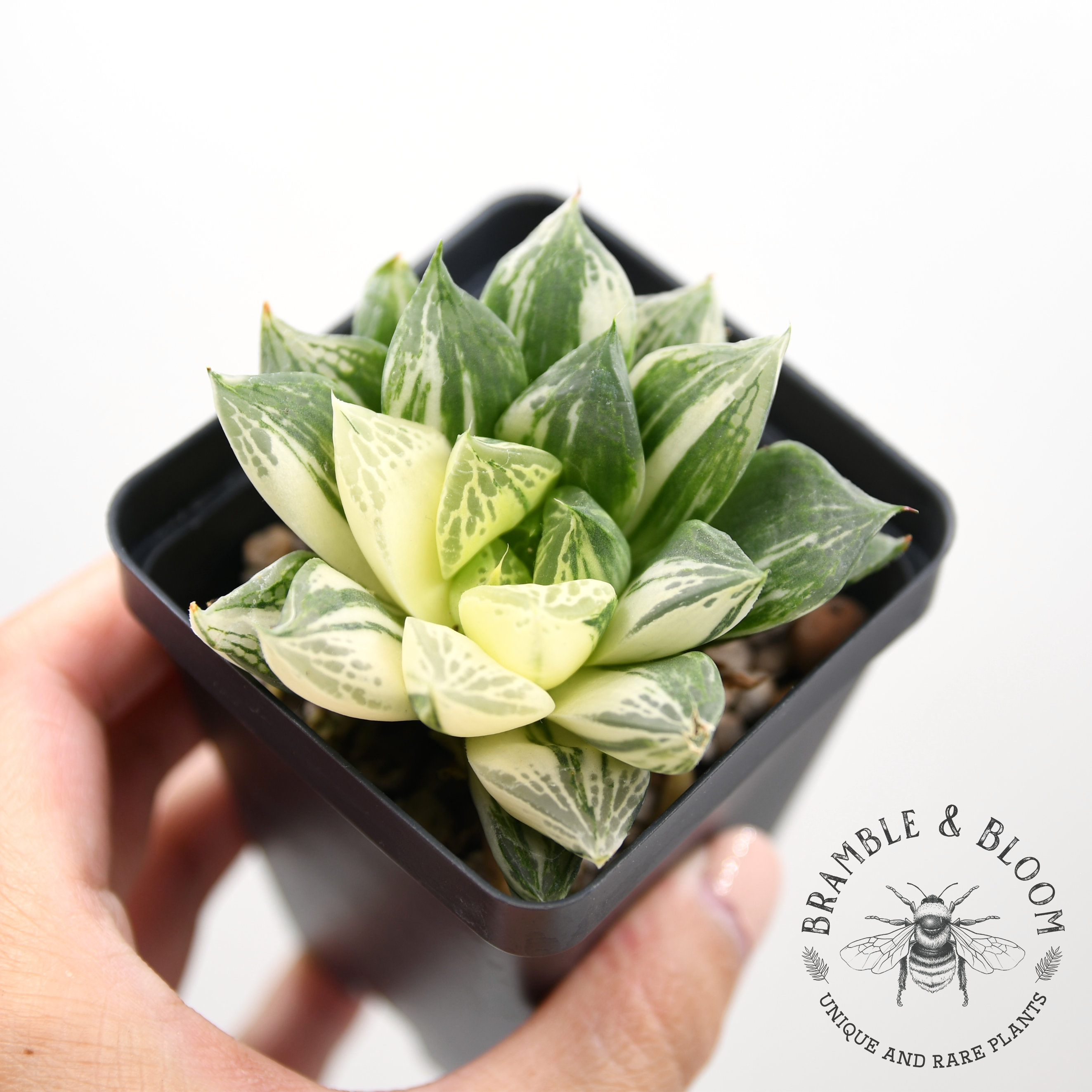 Haworthia Cymbiformis Variegata - Rare Succulent - Etsy Haworthia Cymbiformis Variegata - Rare Succulent - Etsy