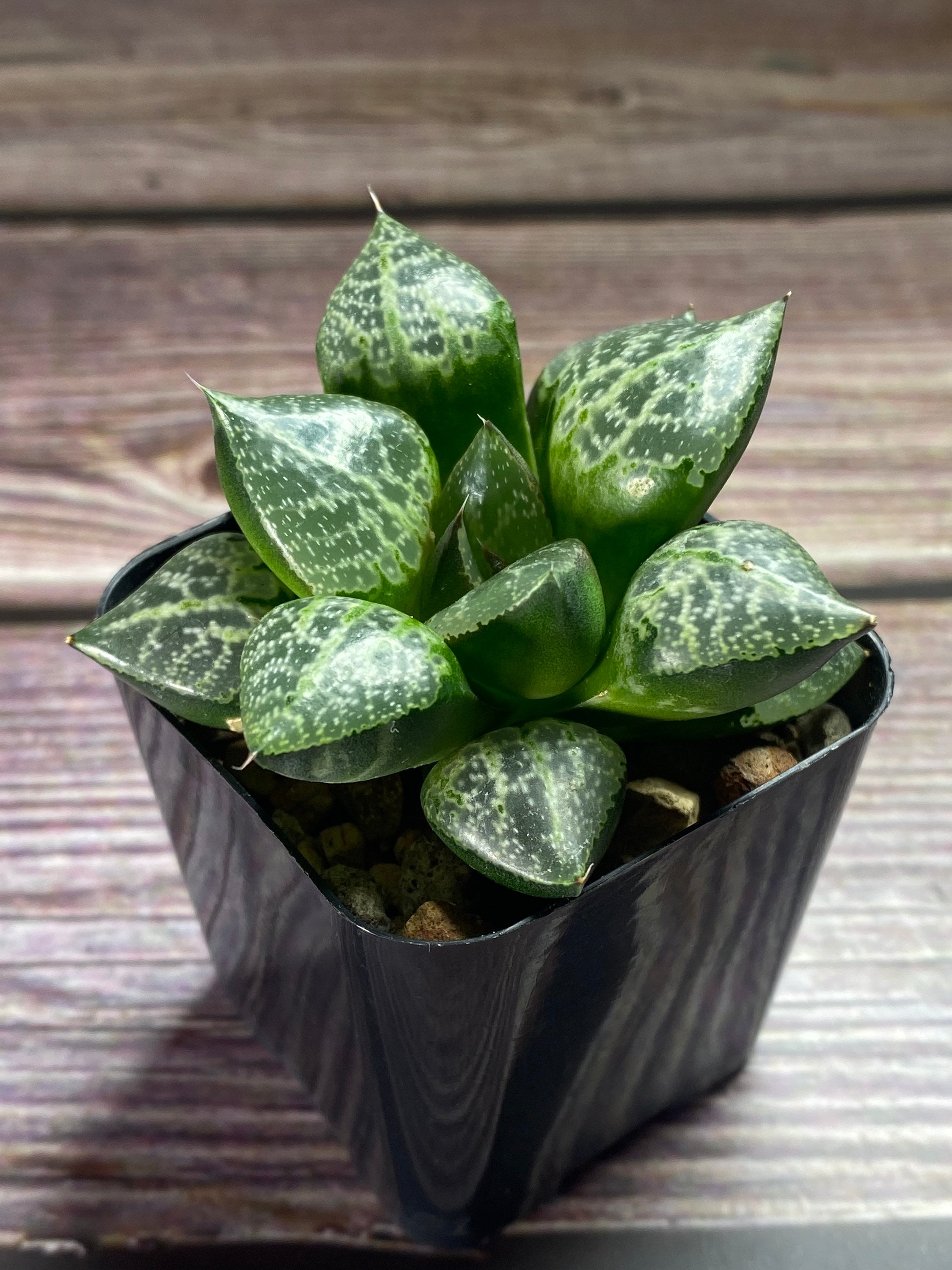 Haworthia Comptoniana Amazoness - Rare Succulent - Etsy Haworthia Comptoniana Amazoness - Rare Succulent - Etsy