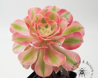Aeonium Pink Witch - Rare Succulent