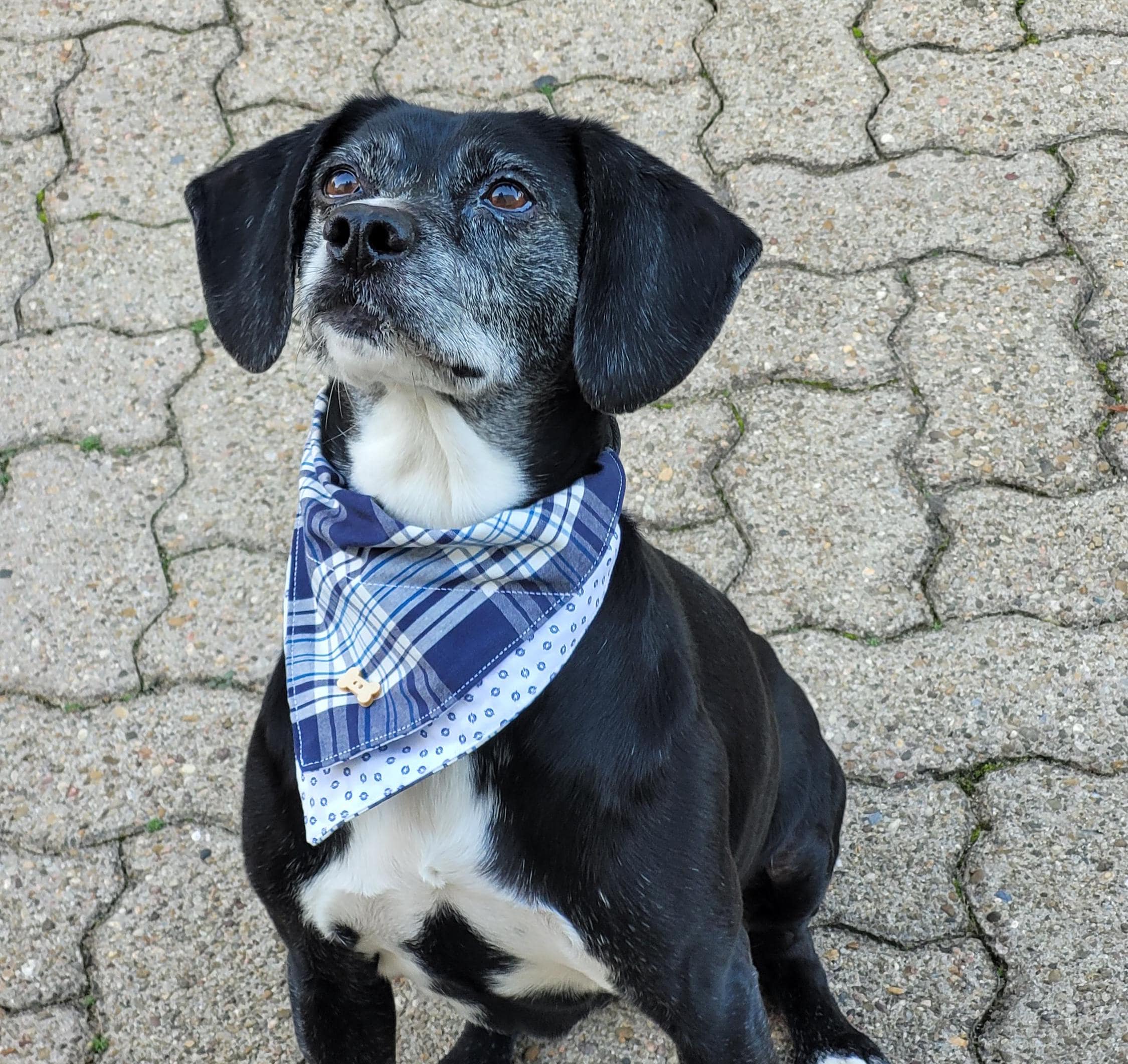 Wendbares Hundehalstuch – Dreieckig, Für Mittelgroße & Große Hunde, Polyester-Baumwolle