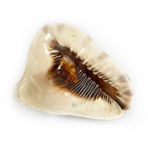 Pode incluir: Concha marinha natural polida, com superfície lisa e brilhante. O exterior é branco creme com marcas castanhas. A abertura revela finas ranhuras paralelas. Um objeto natural e orgânico.