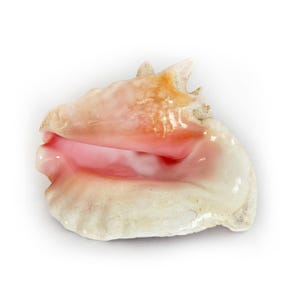Peut inclure: Un grand coquillage naturel avec une finition brillante et nacrée. La coquille présente un extérieur blanc crème avec des nuances d'orange et un intérieur rose vif. L'ouverture de la coquille révèle une surface lisse et polie.