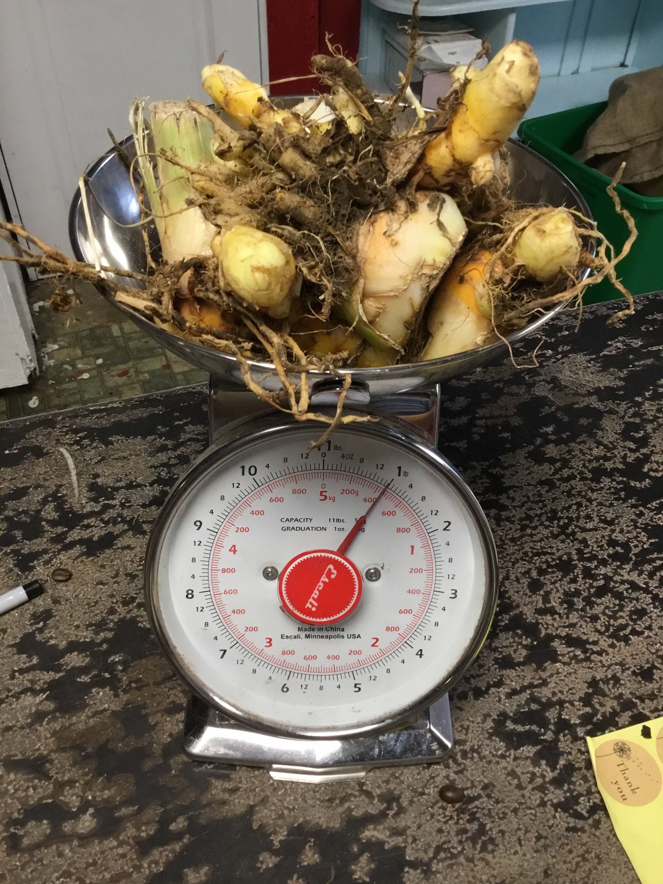 FOR PLANTING 1 lb certified organic Turmeric Roots | Gift | indoor pl…