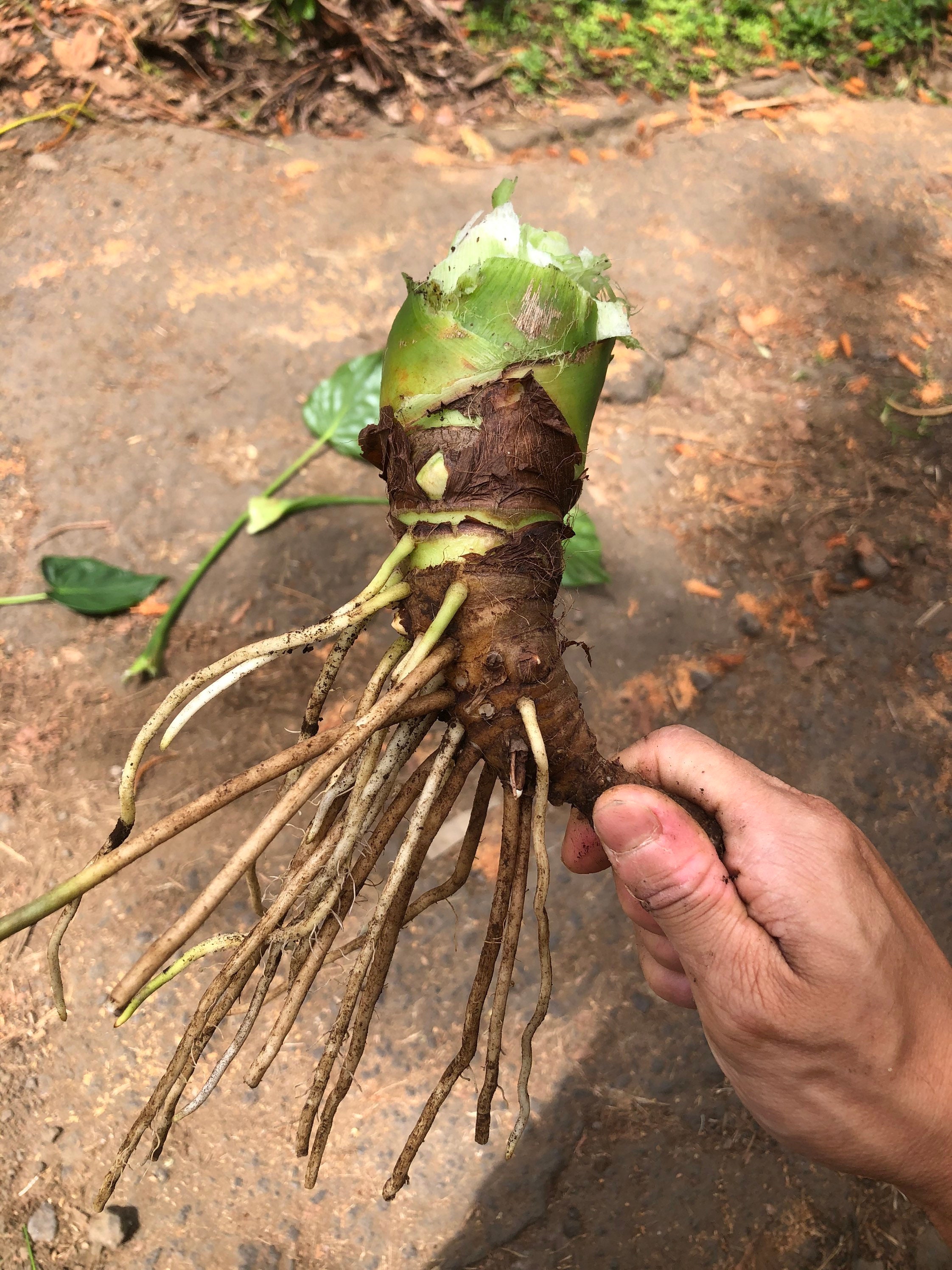 1 lb of Small elephant ear taro alocasia root bulbs for Etsy