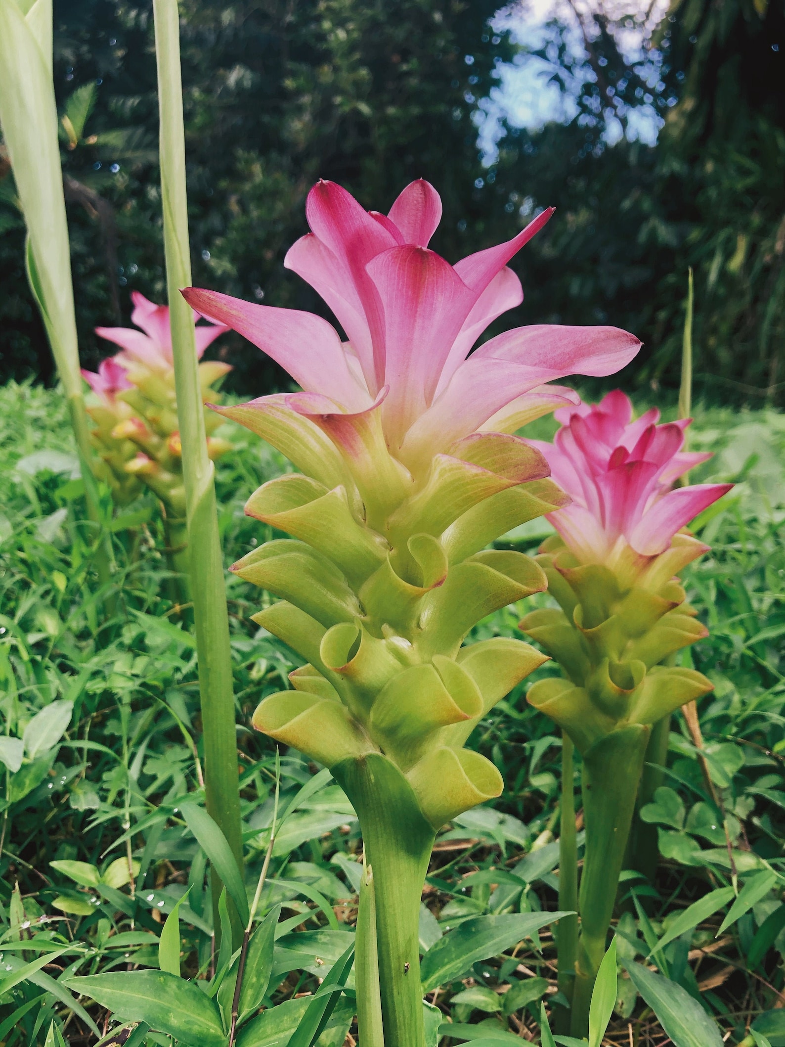 Rare turmeric flower tea for inflammation pain and mood. Etsy