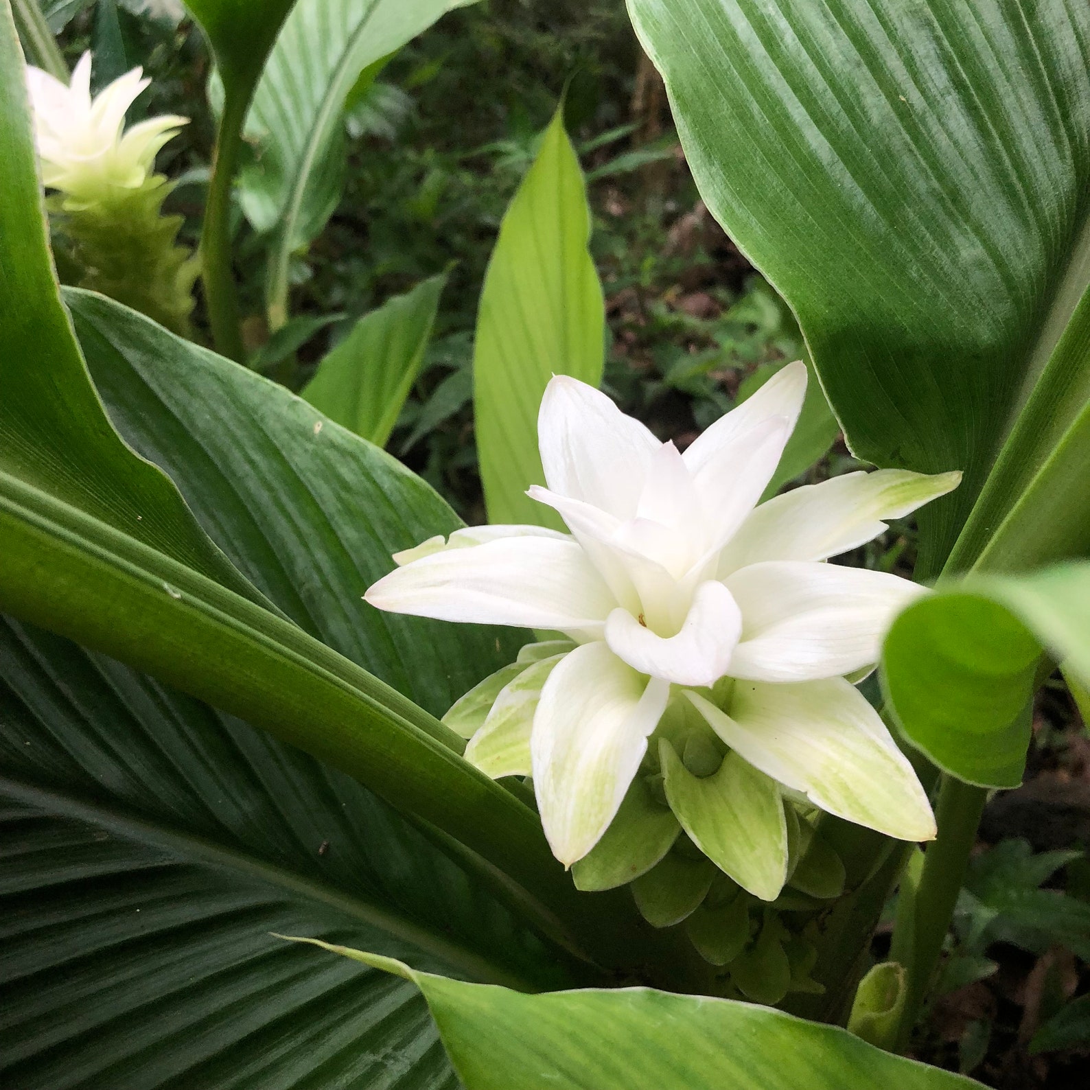 Rare turmeric flower tea for inflammation pain and mood. Etsy
