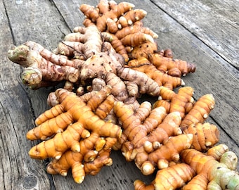 FOR PLANTING: 5 lb USDA inspected  Turmeric Roots lab tested lead free!