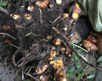 1 pound 2018 vintage certified organic Hawaiian Turmeric Roots: 3 years in ground for deepest orange.