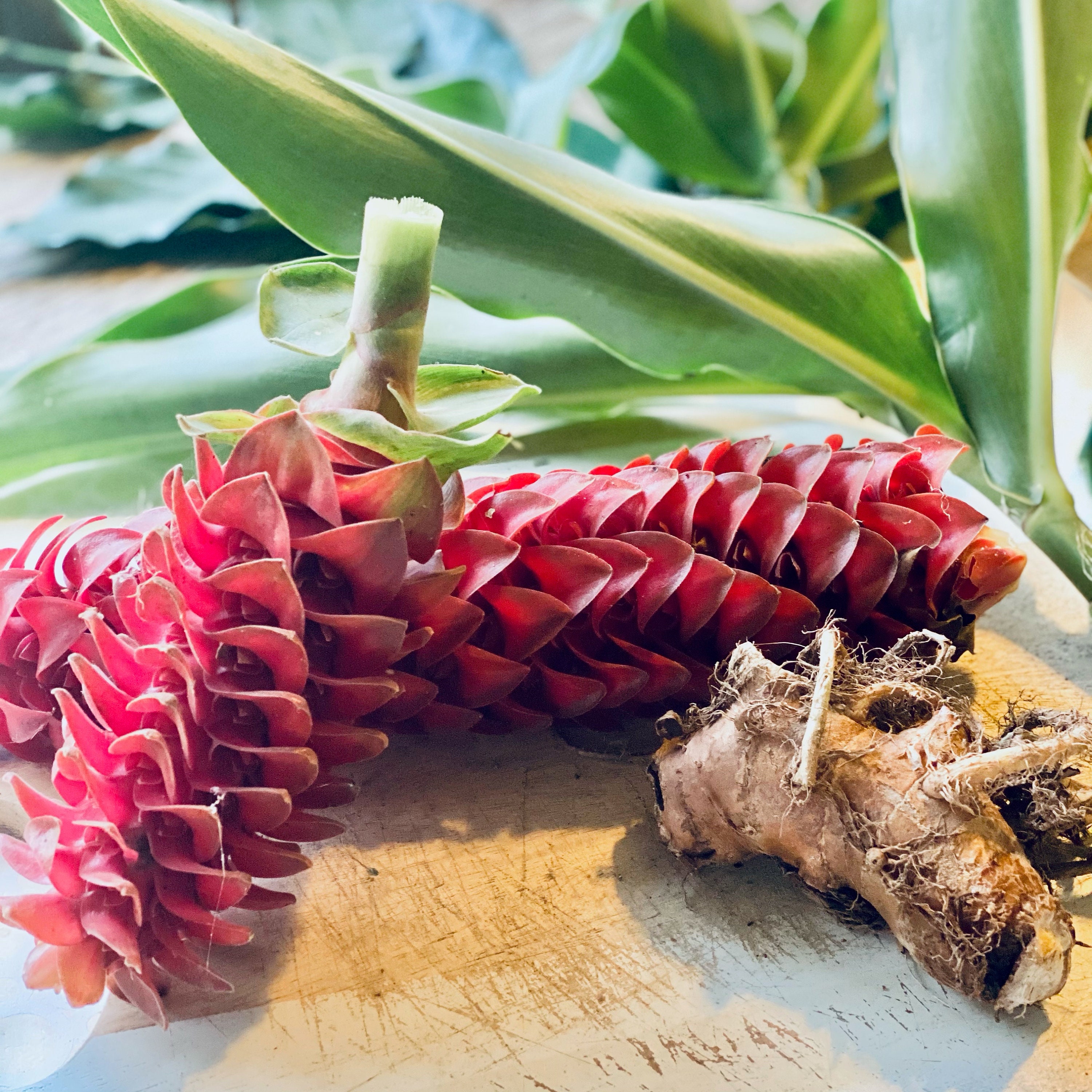 1 lb specialty Red Hawaiian ginger Flower Naturally Velvet Red Etsy