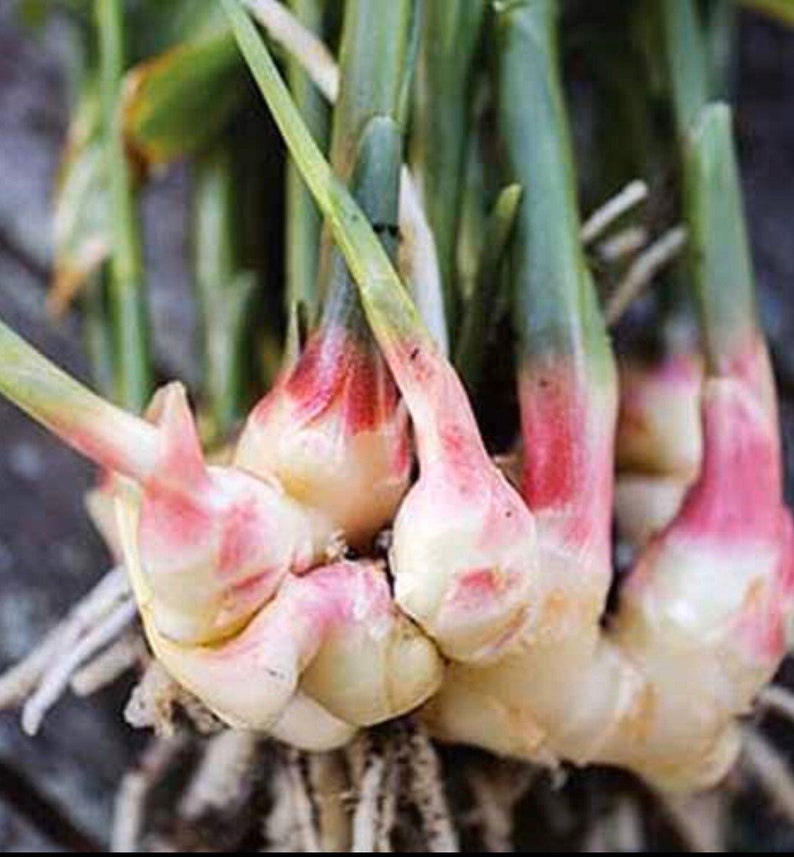 Naturally grown 5 Lbs Fresh Hawaiian ginger root. Usda Etsy