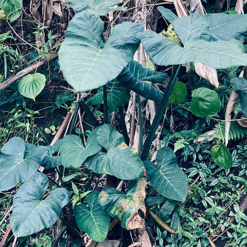 Elephant ear taro bulbs for plantingAlocasia bulbs indoor Etsy