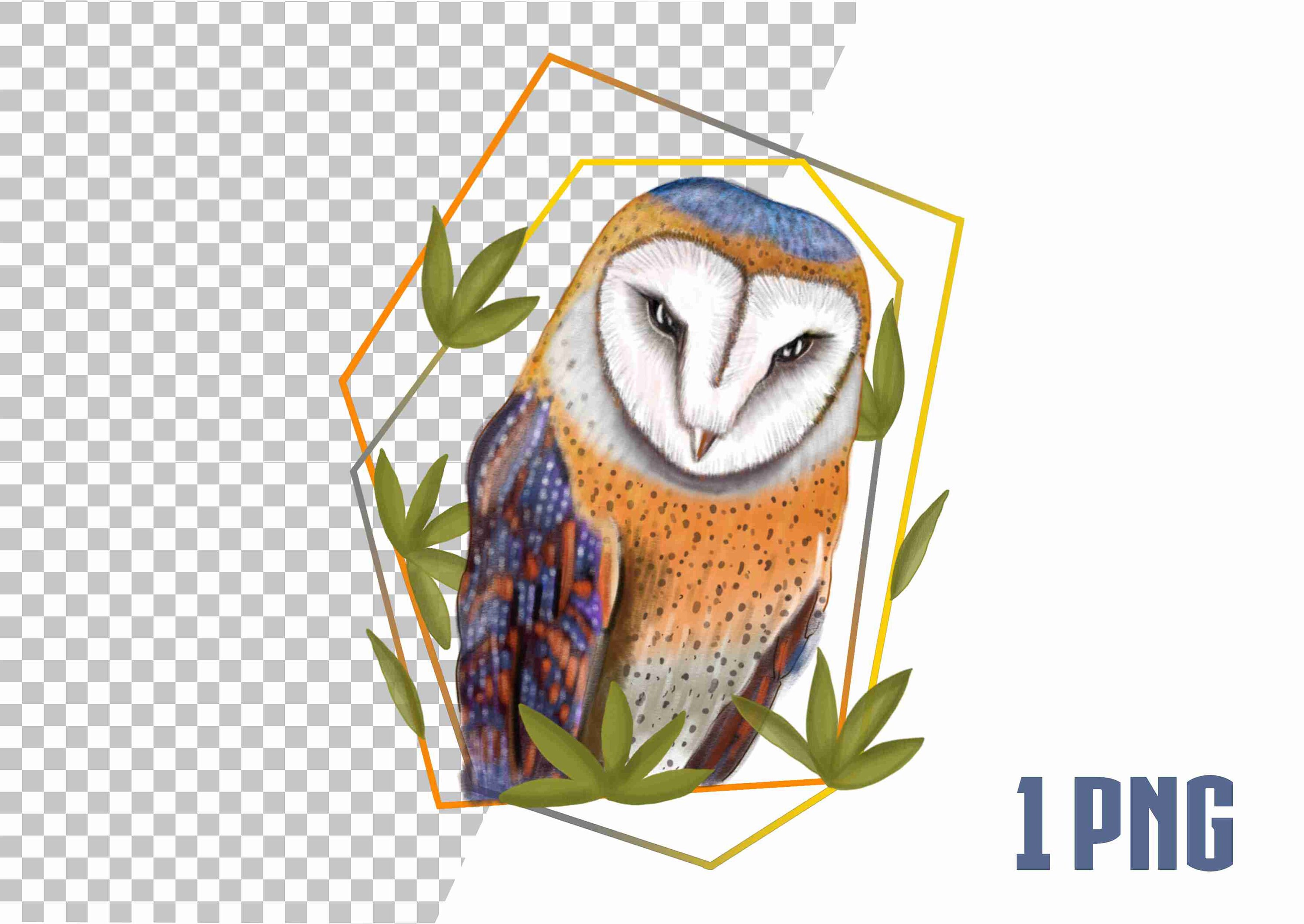 Barn Owl, Predatory Bird, Hand Drawn, Sublimation Design, Download ...