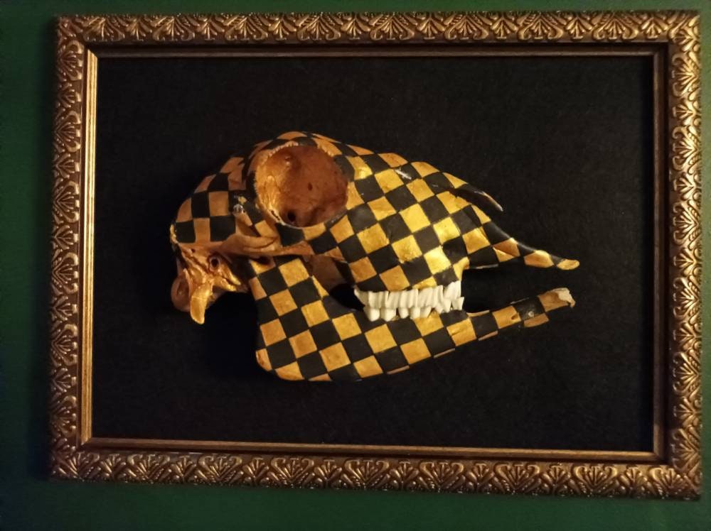 Crâne Taxidermie Ostéologie Cabinet Curiosités Tableau