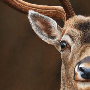 May include: A detailed portrait of a deer featuring brown fur, a dark nose, and a large antler. The artwork includes the text Jacquie Bright Pet Portraits & Animal Art at the top and the signature J Bright 2026 at the bottom left corner.