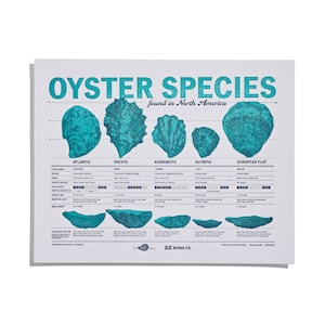 Oysters Species Letterpress Print • Oyster Gifts • Coastal Decor • Oyster Shells