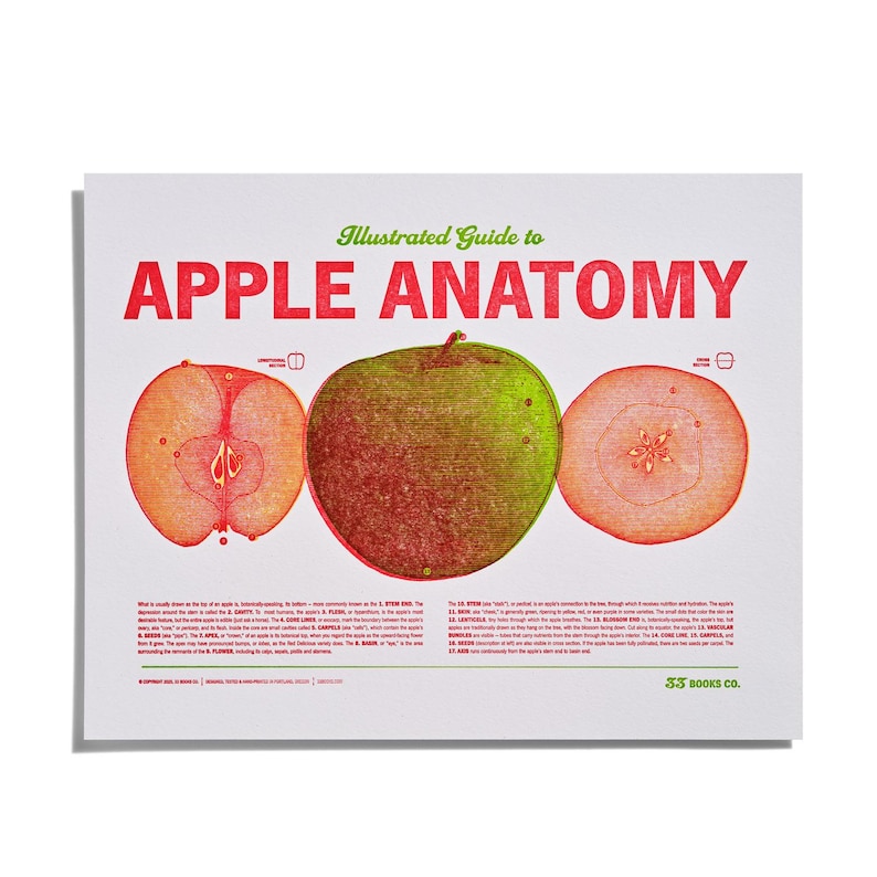 Illustrated Anatomy of the Apple • apples Gifts • Orchard Art - Etsy
