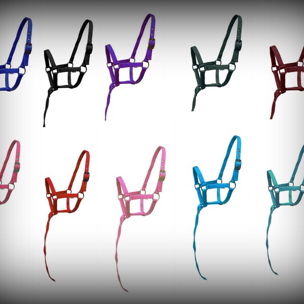 Beautiful Foal Halters: With 14" catch Nylon Halter Foal Mini Halter Lot of 10 Or 1. Ten Bright colors!