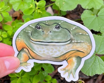 Vinyl Sticker of Chonky African Bullfrog | Cute Wholesome Fat Pet Frog Amphibian Decal Accessory for Laptops Water Bottles