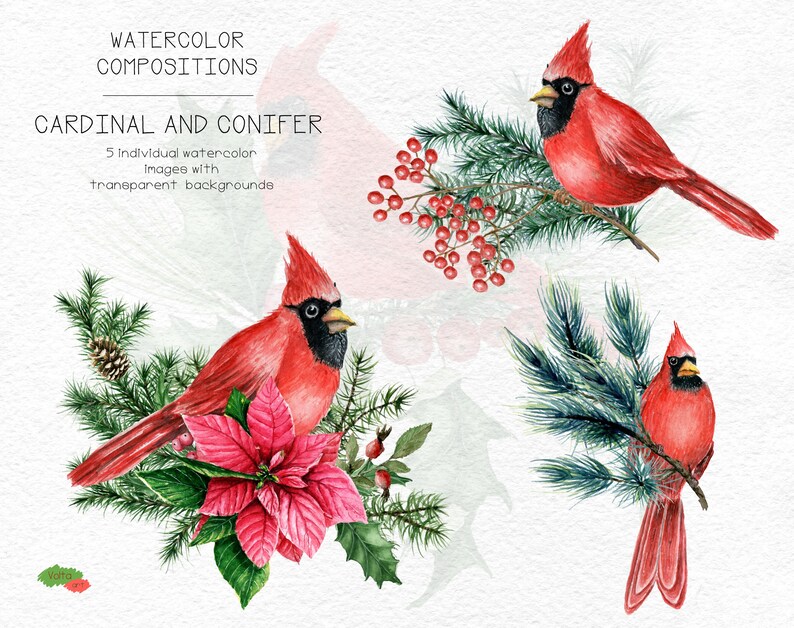 Watercolor Christmas Cardinal bird Clipart Conifer branches | Etsy